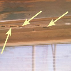 Carpenter Bee Removal Hudson Valley