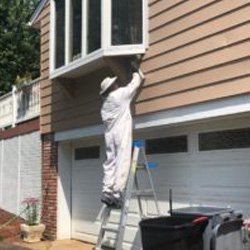 New York Stinging Insects Removal New York Stinging Insects Removal
