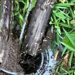 Pest Control Wayne NJ Termite Removal Pest Control Wayne NJ Termite Removal
