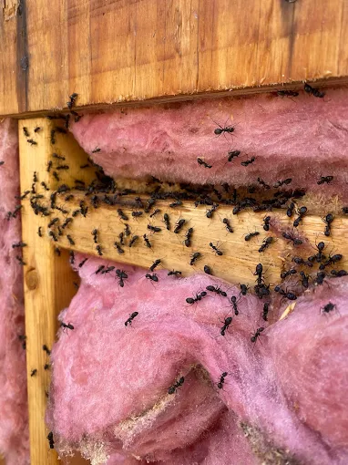 ant-control-company