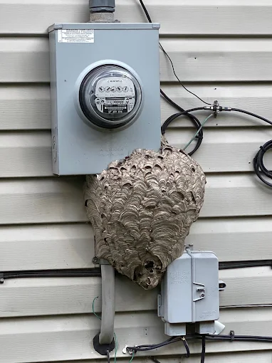 north-carolina-wasp-nest-removal north-carolina-wasp-nest-removal