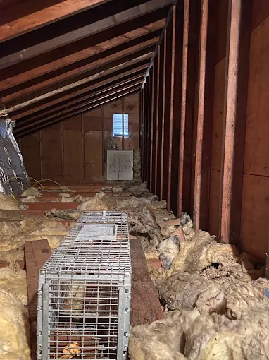 rodent control rodent control