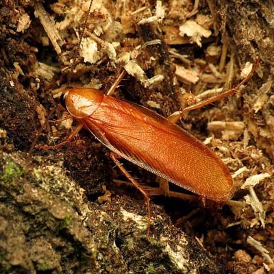Roach exterminator services in Hudson Valley New York