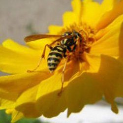 Exterminator Wayne NJ Bee Removal Services