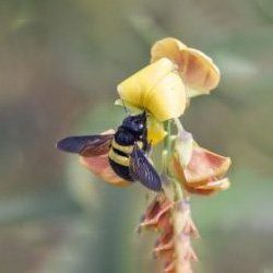Exterminator Wayne NJ Carpenter Bee Removal Services